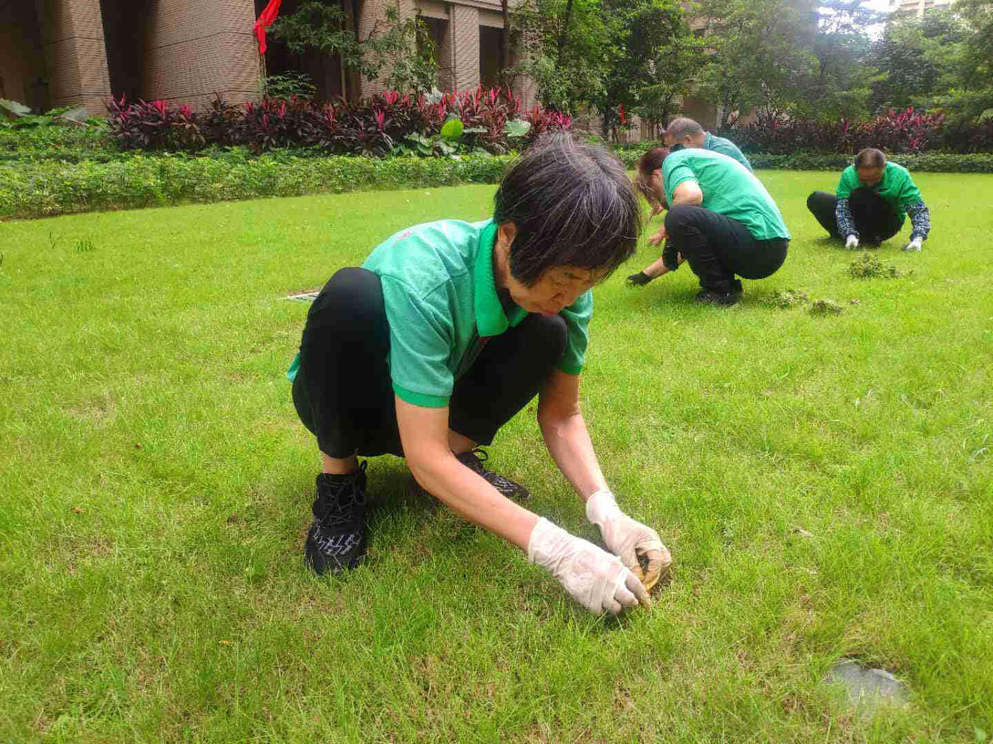 绿化养护草坪退化阶段的治理