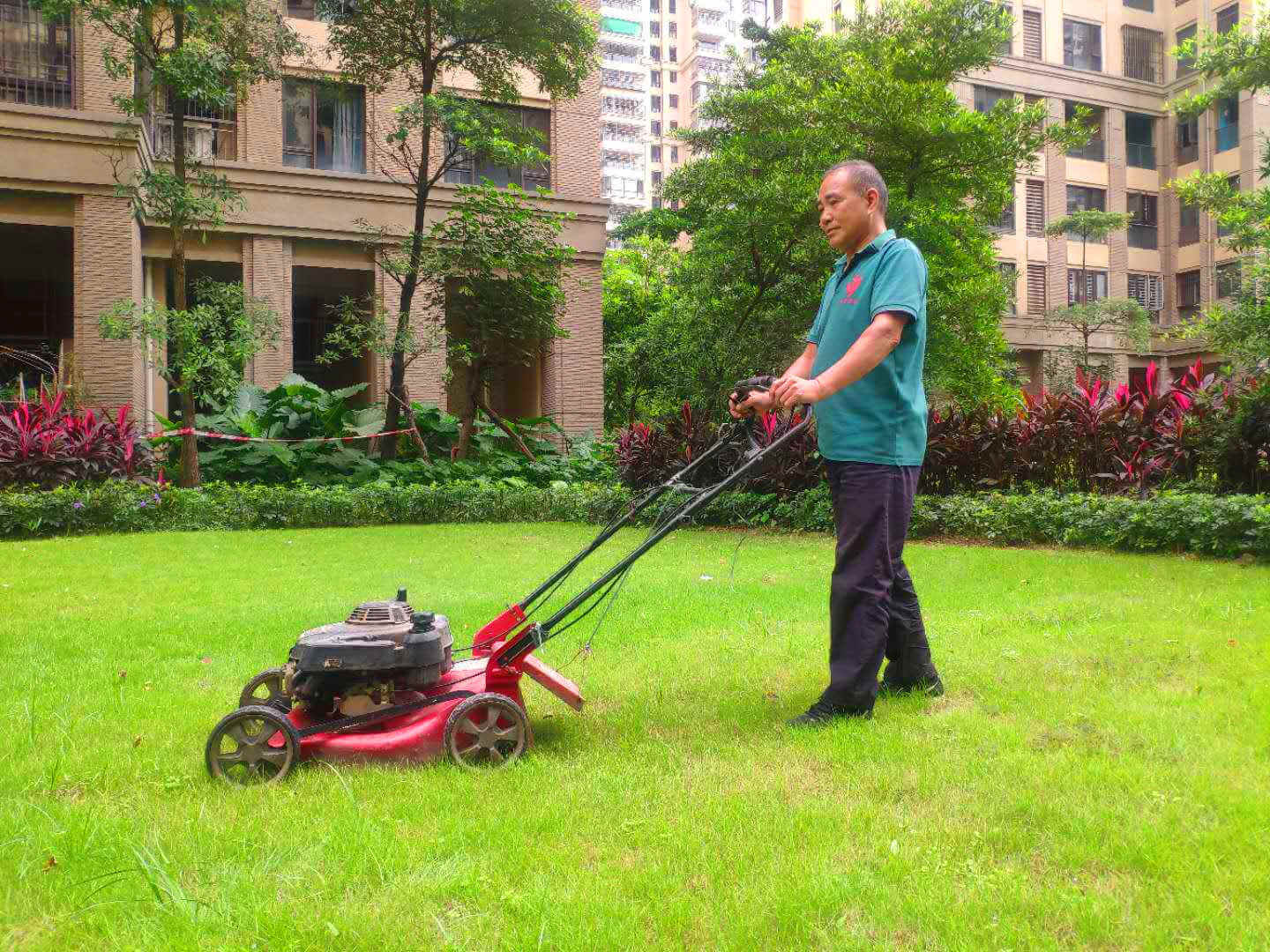 小区绿化养护绿篱机的使用