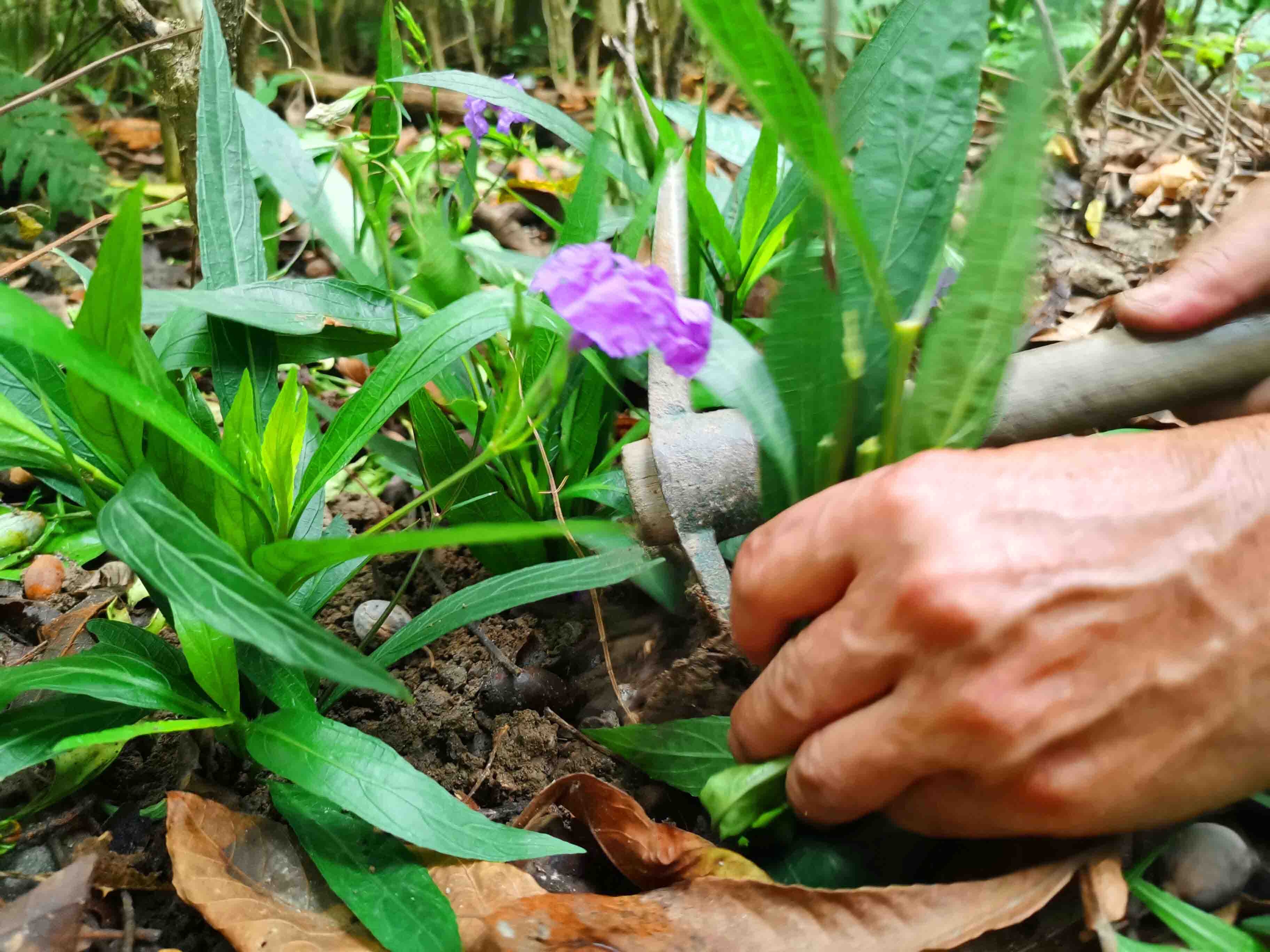 植物补植