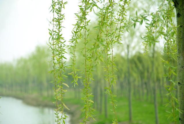 清明节习俗之插柳