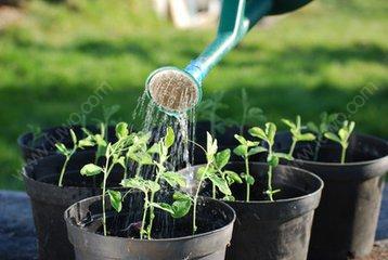 盆栽植物浇水