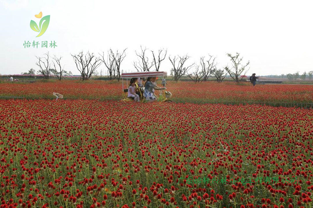 宿迁三台山森林公园衲田花海景观设计效果图