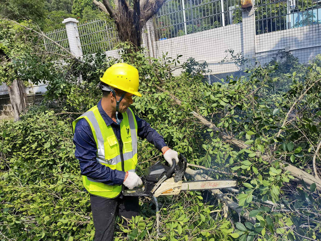 雨后绿化养护排查修剪