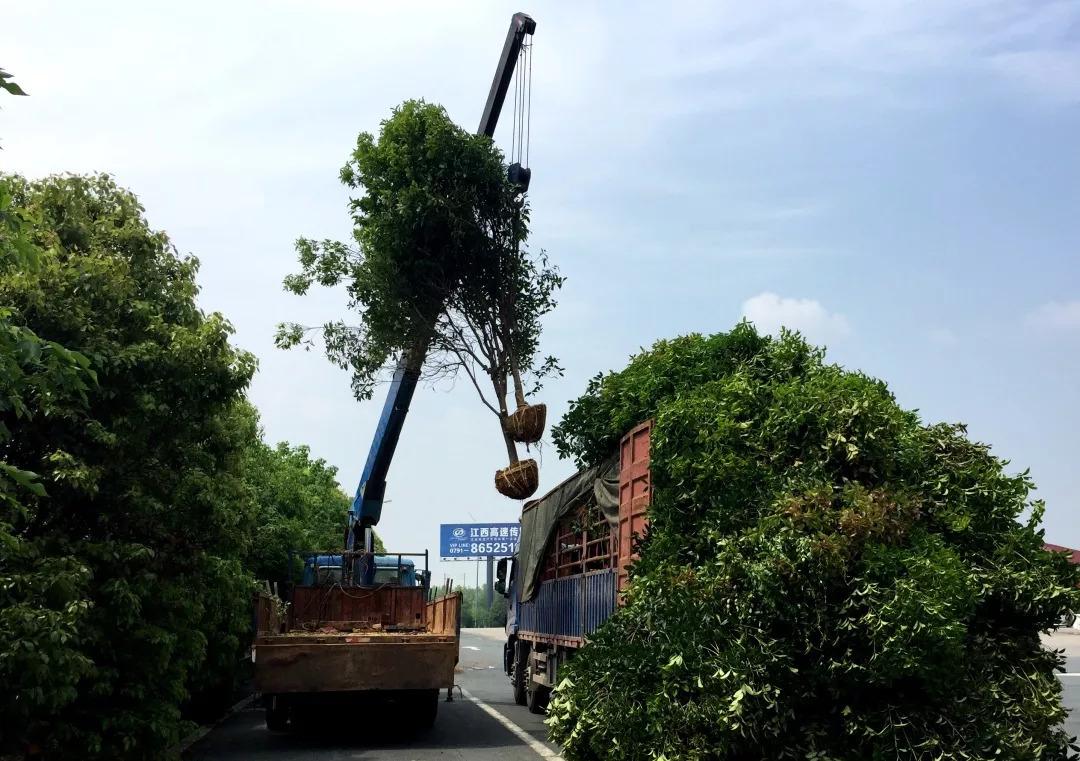 园林绿化工程中关于植物造景时必需掌控的几个要点