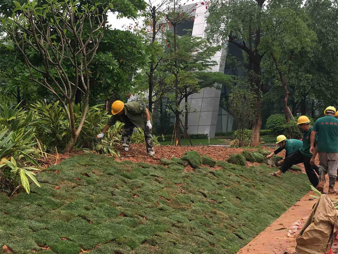 园林绿化工程草坪的莳植