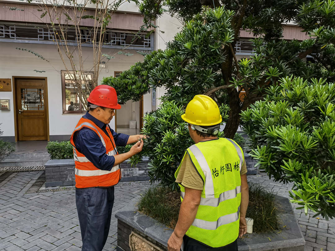 凯时娱乐绿化公司十一月一样平常养护