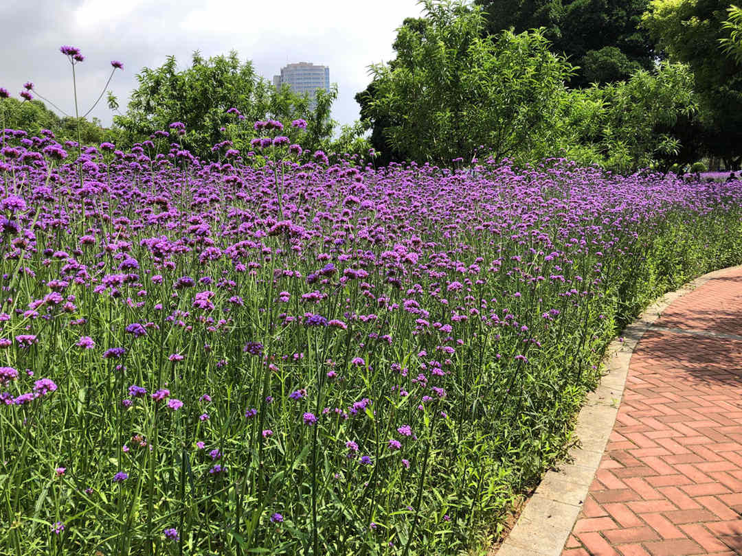 柳叶马鞭草