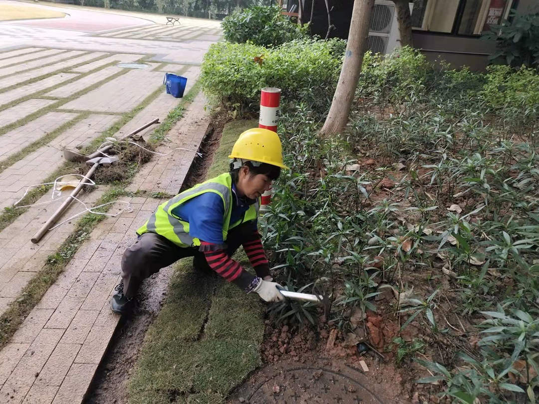 小区绿化养护补植