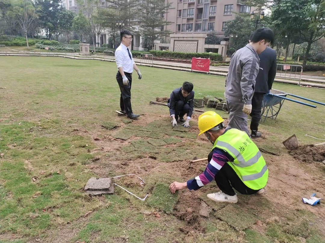 雪域澜庭小区绿化养护草坪补植