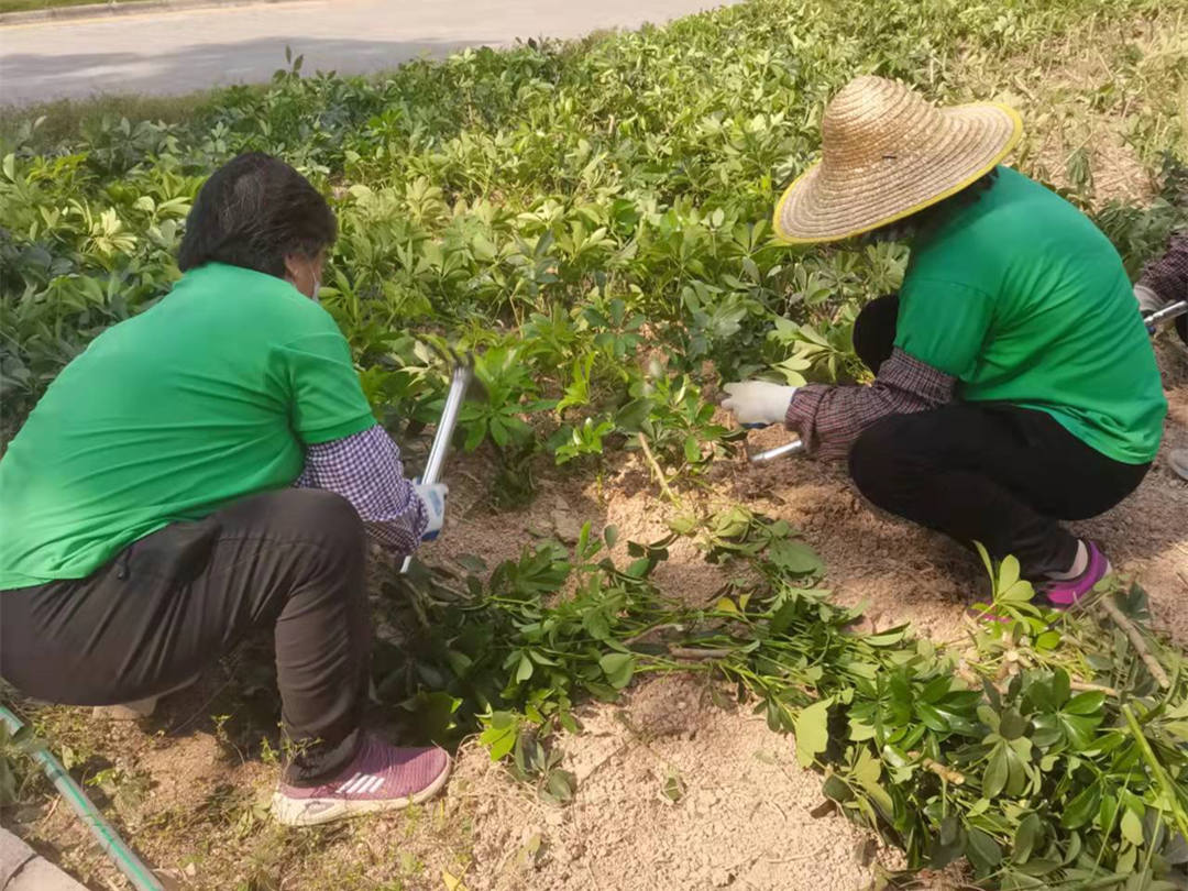 凯时娱乐绿化公司工人正在举行补栽