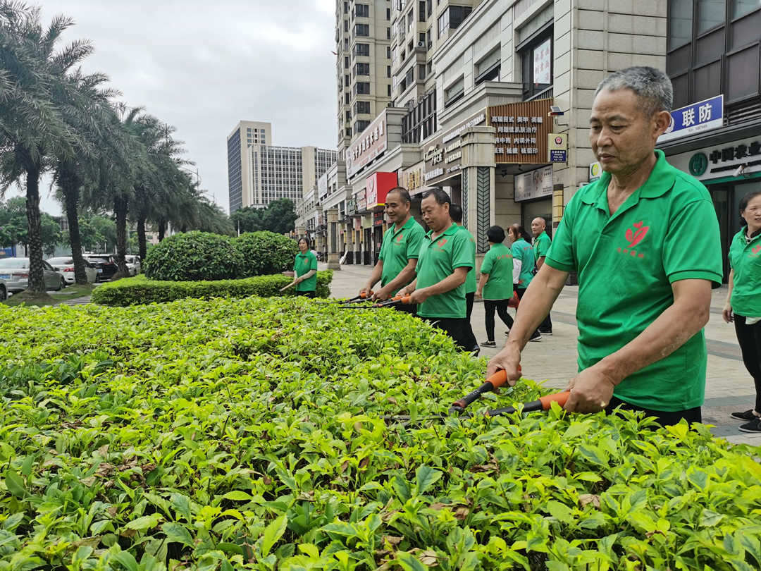 园林绿化养护绿篱修剪