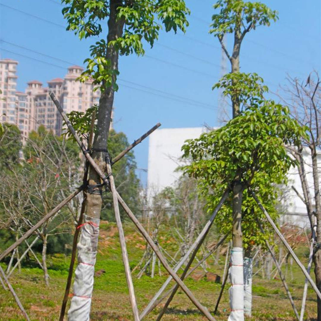 绿化苗木在园林绿化工程建设中的作用