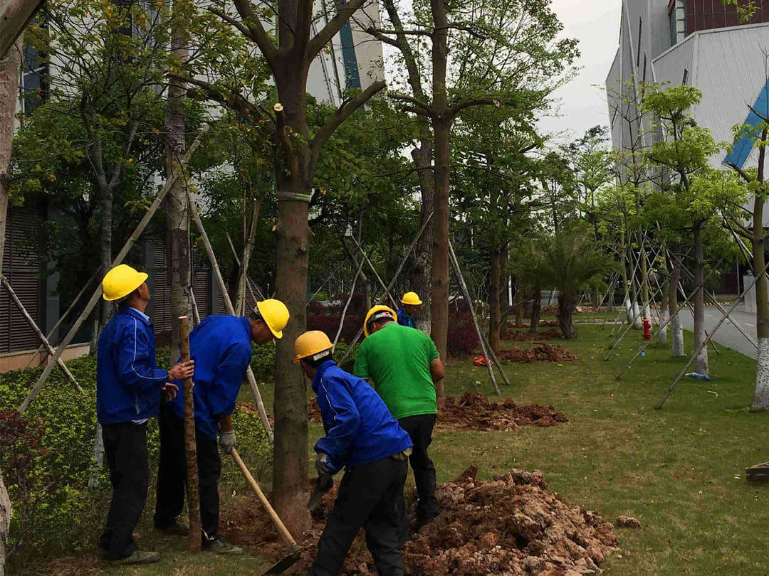 园林绿化工程工人正在栽植树木