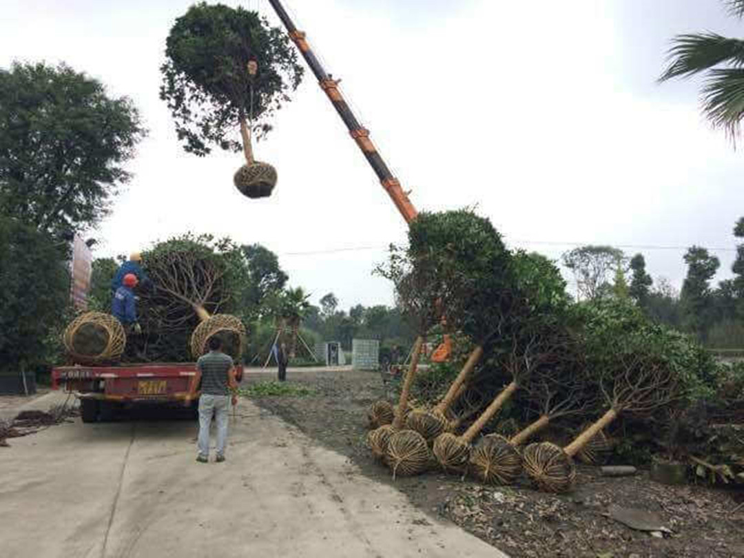 苗木基地移植园林绿化工程苗