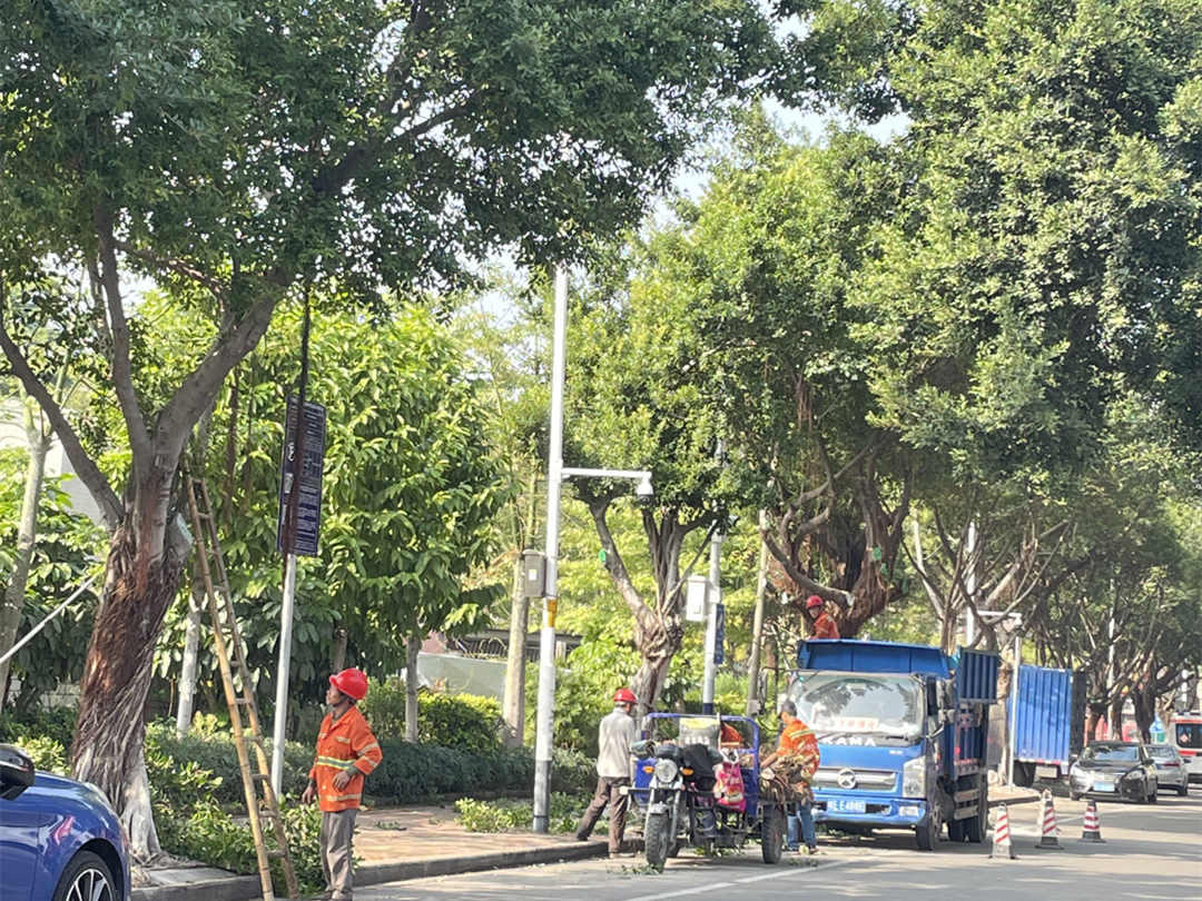 园林绿化工程中景观大树的综合使用