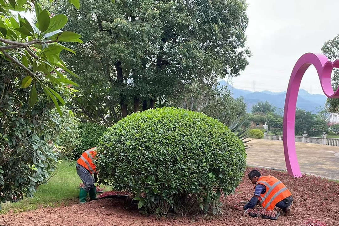 绿化养护补植