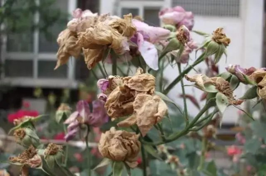 花卉在冬天枯萎的缘故原由