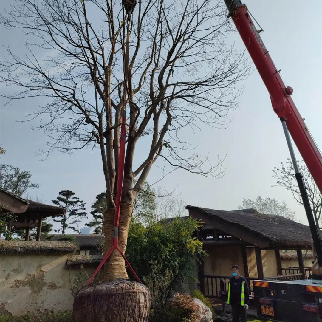 园林绿化工程景观大树移植