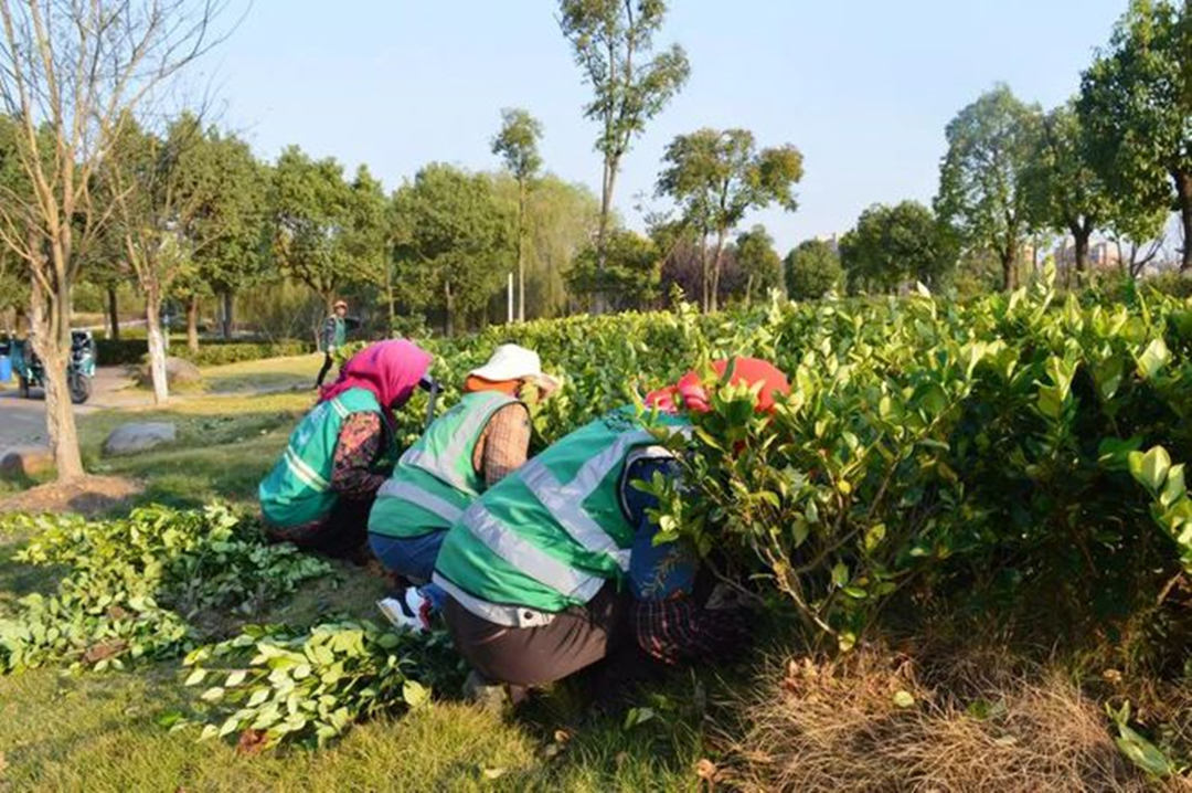 园林绿化养护补植事情