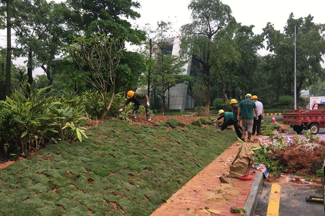 小区绿化养护补植草皮