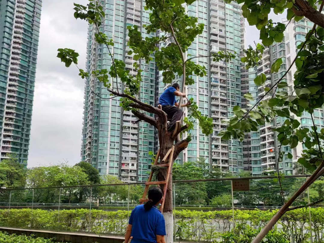 广州逸翠湾小区绿化养护夏日修剪