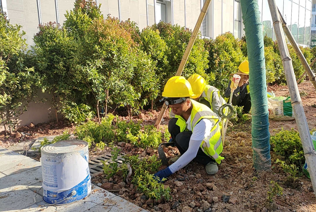 园林绿化工程施工莳植现场