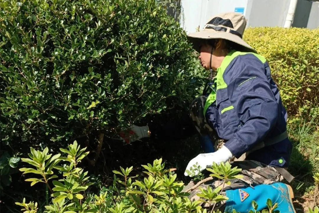 园林绿化养护扫除杂草